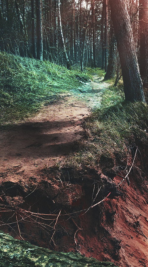 Forest Bear — Ordinary